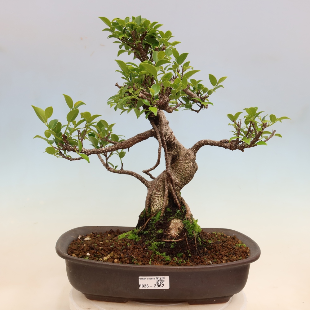 Room bonsai - Ficus kimmen - small-leaved ficus