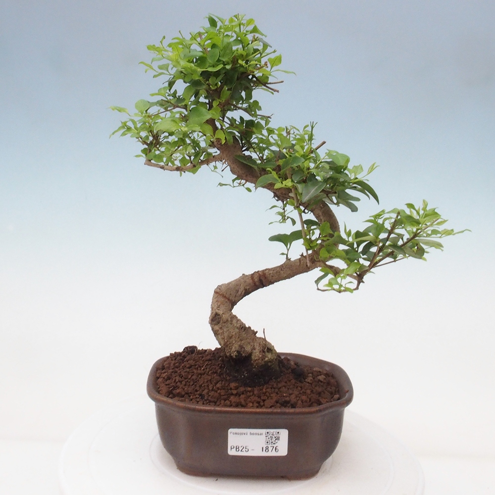 Indoor bonsai -Ligustrum chinensis - Bird's beak
