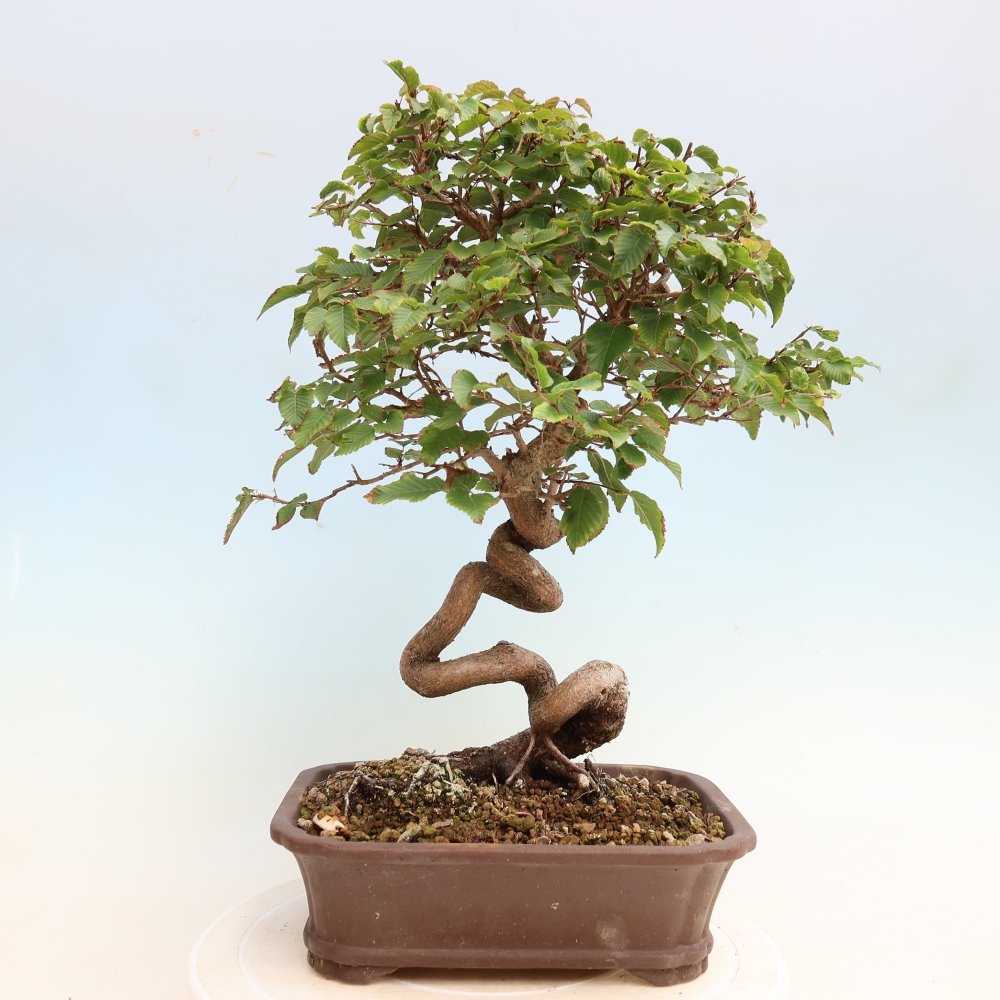 Outdoor bonsai -Carpinus CARPINOIDES - Korean Hornbeam