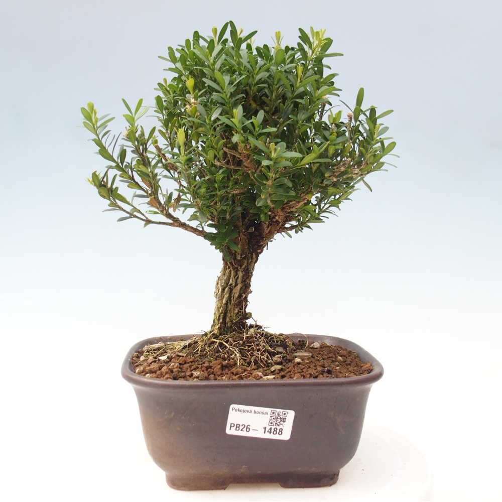 Room bonsai - Buxus harlandii - cork buxus