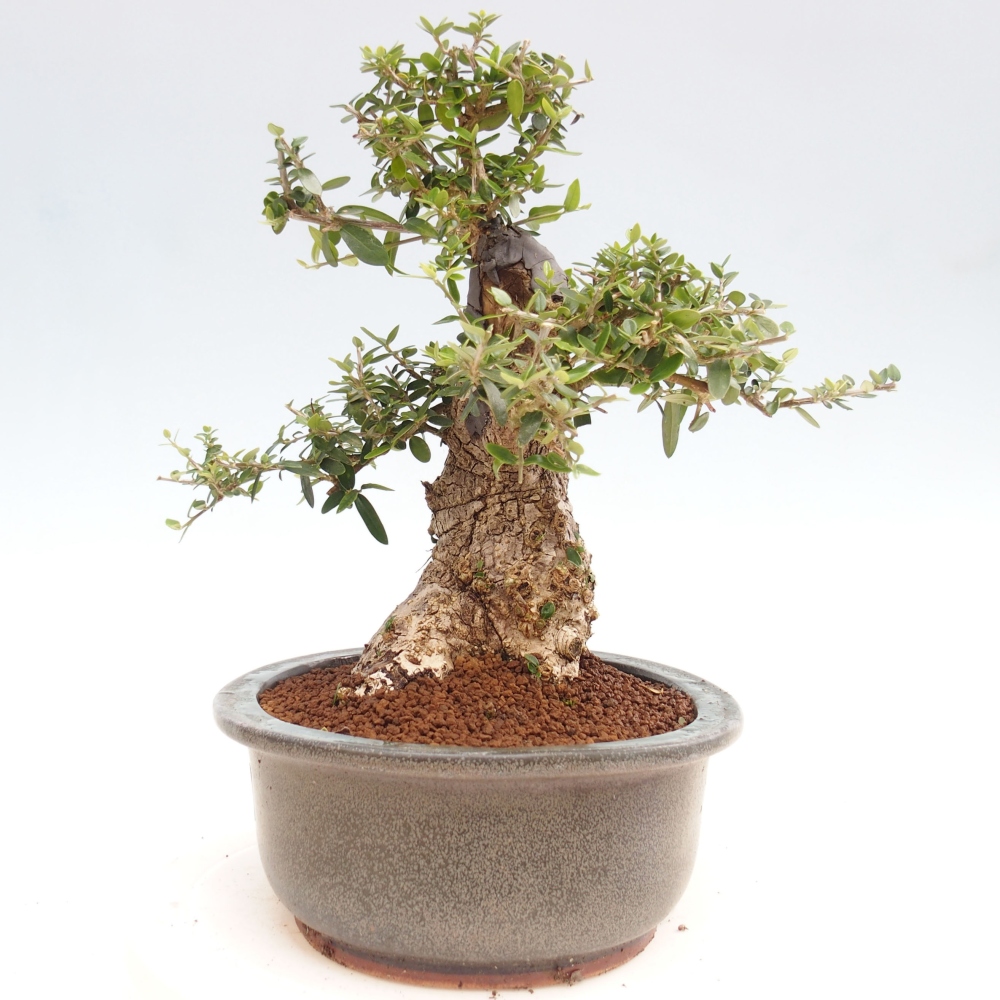 Indoor bonsai - Olea europaea sylvestris - European small-leaved olive oil