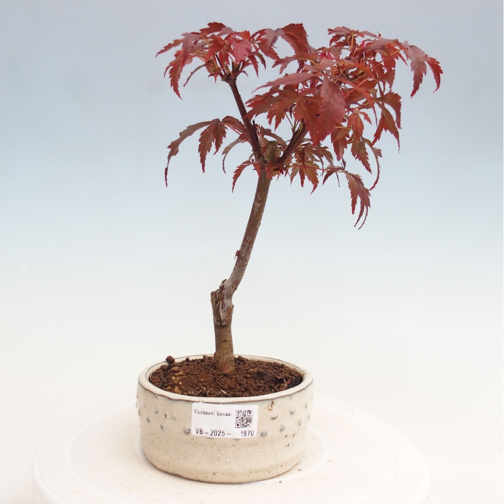 Outdoor bonsai - Acer palm. Atropurpureum-Palmleaf Maple