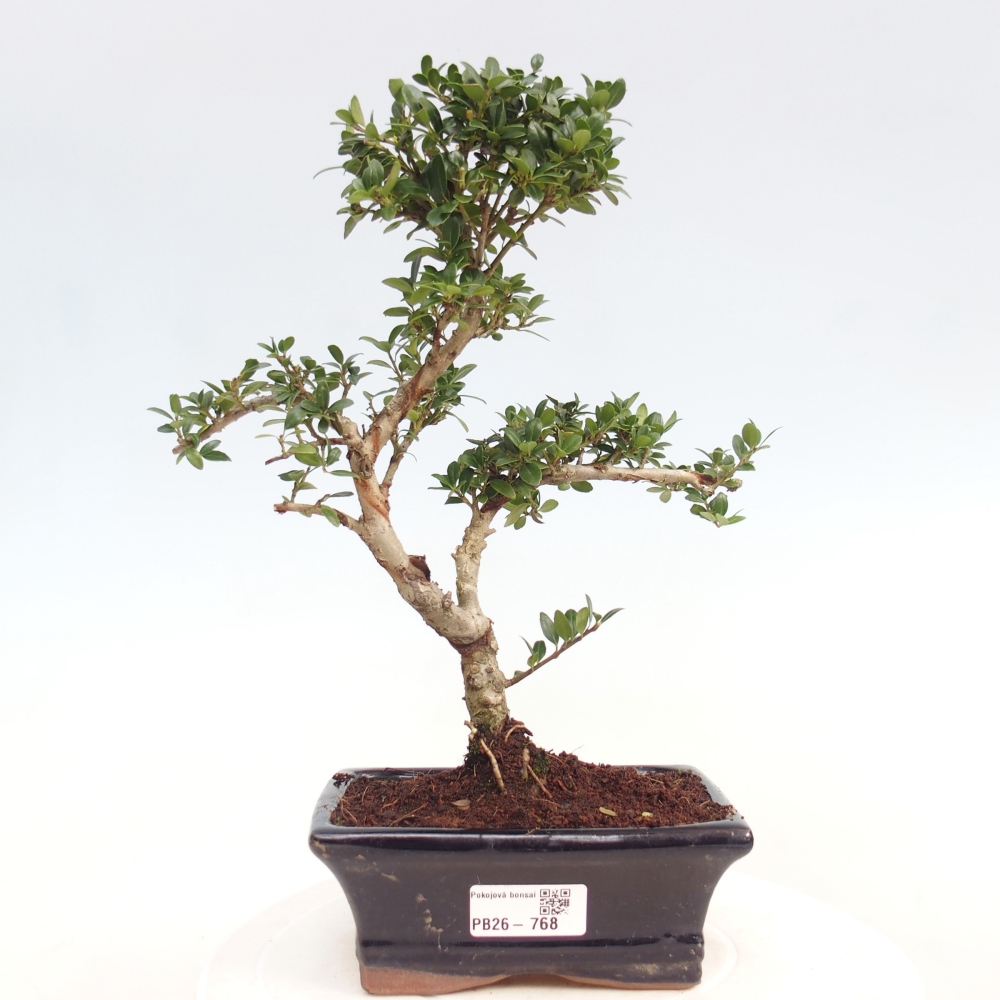 Indoor bonsai - Ilex crenata - Holly