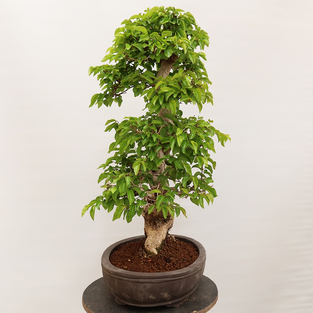 Outdoor bonsai - Carpinus Coreana - Korean hornbeam