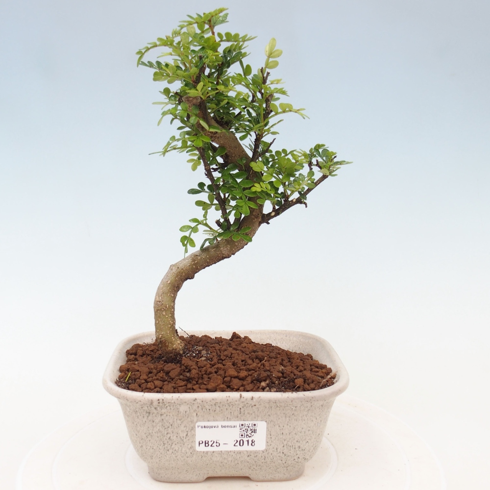 Indoor bonsai - Zantoxylum piperitum - Peppermint