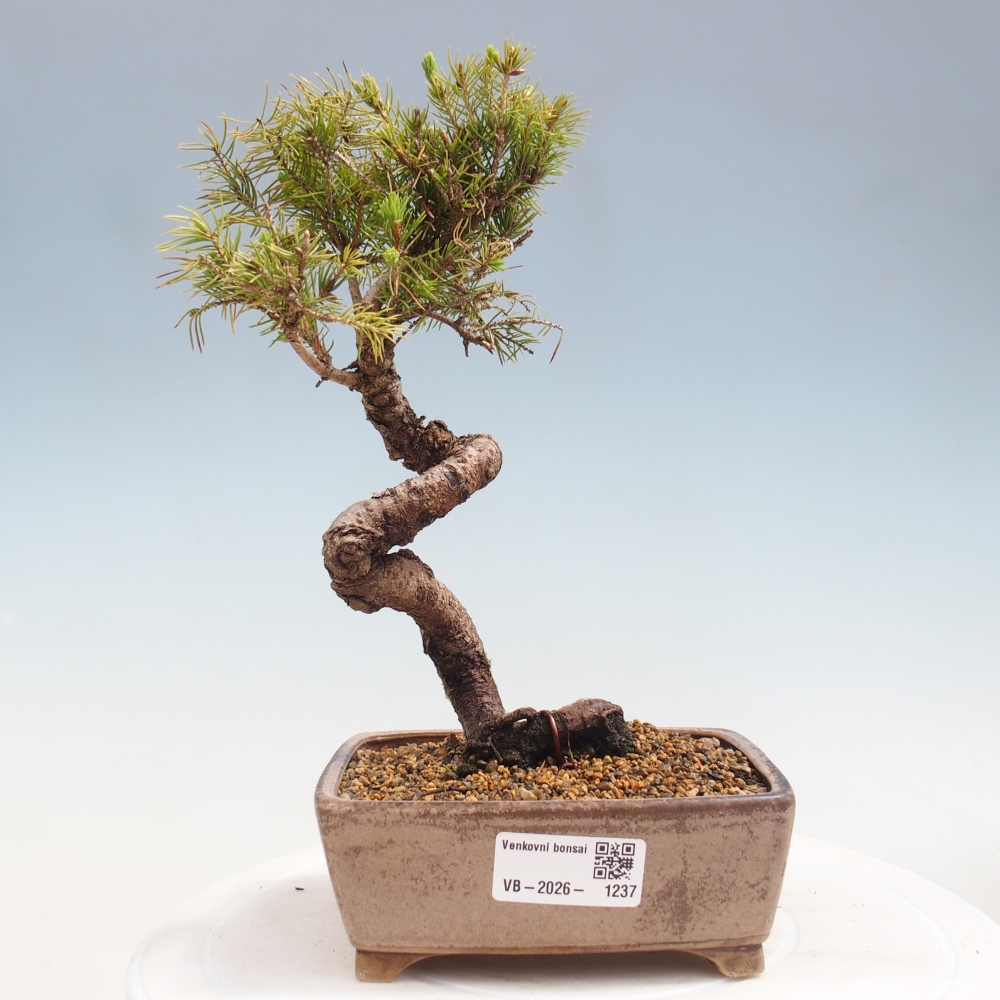 Outdoor bonsai - Spruce - Picea glauca globe