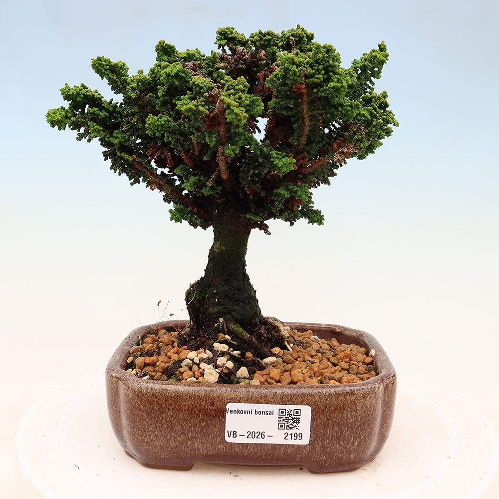 Outdoor bonsai - Cham. obtusa SEKKA HINOKI - Cypress