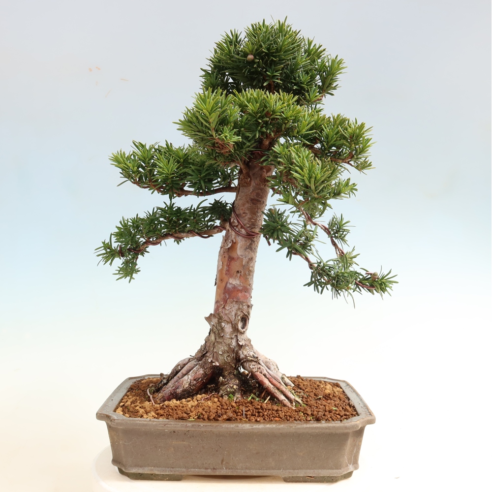 Outdoor Bonsai - Taxus cuspidata  - Japanese Yew