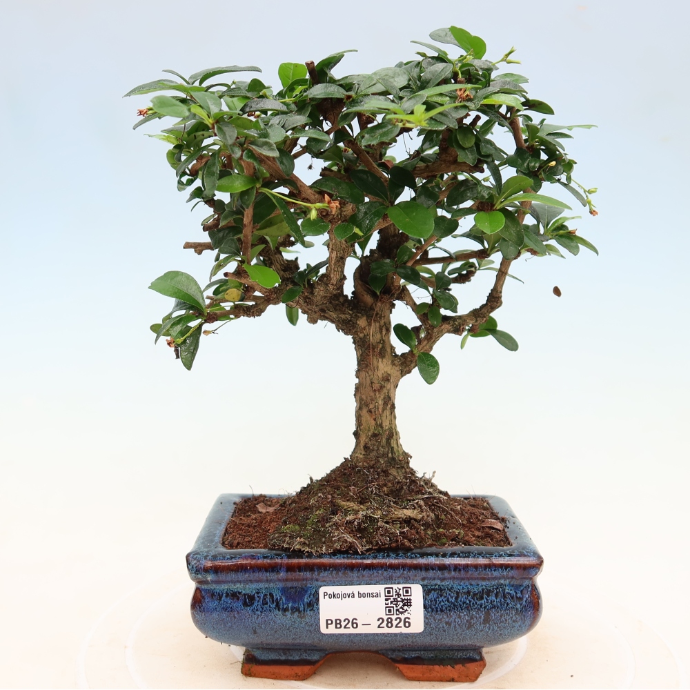 Room bonsai - Carmona macrophylla - Tea fuki