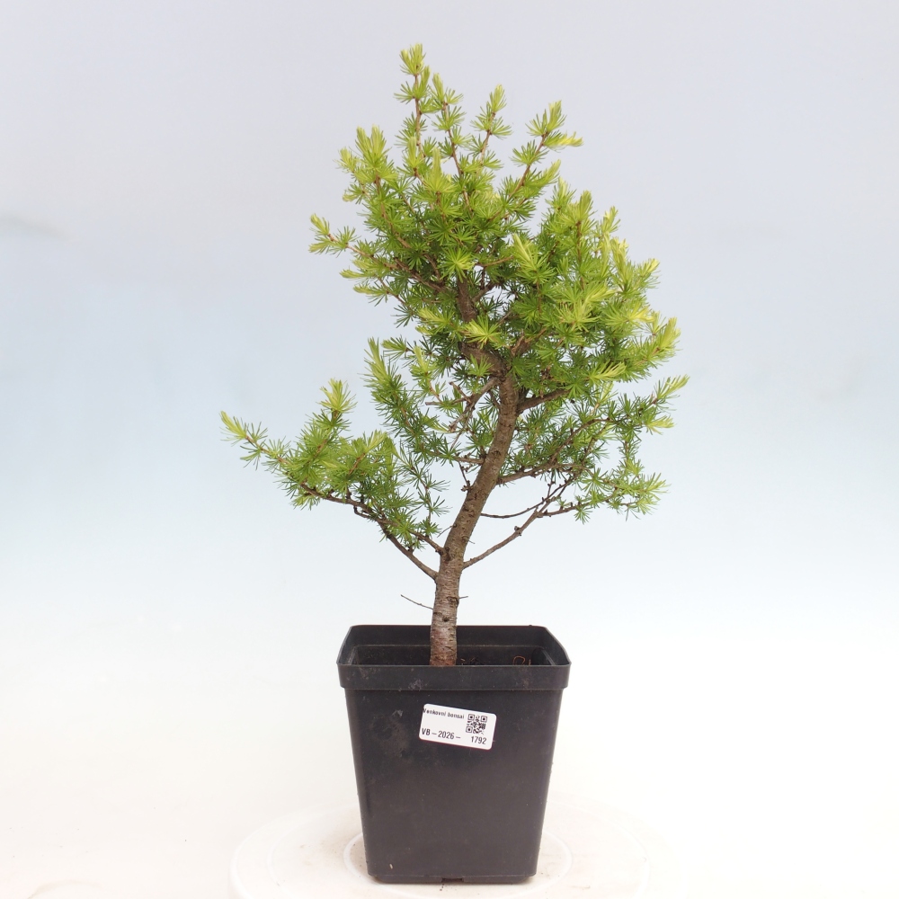 Outdoor bonsai -Larix decidua - Larch