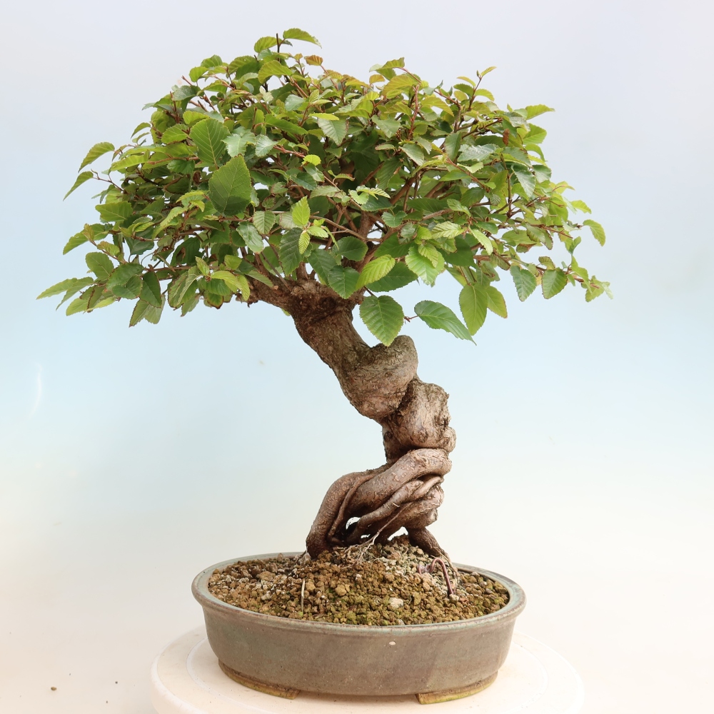 Outdoor bonsai -Carpinus CARPINOIDES - Korean Hornbeam