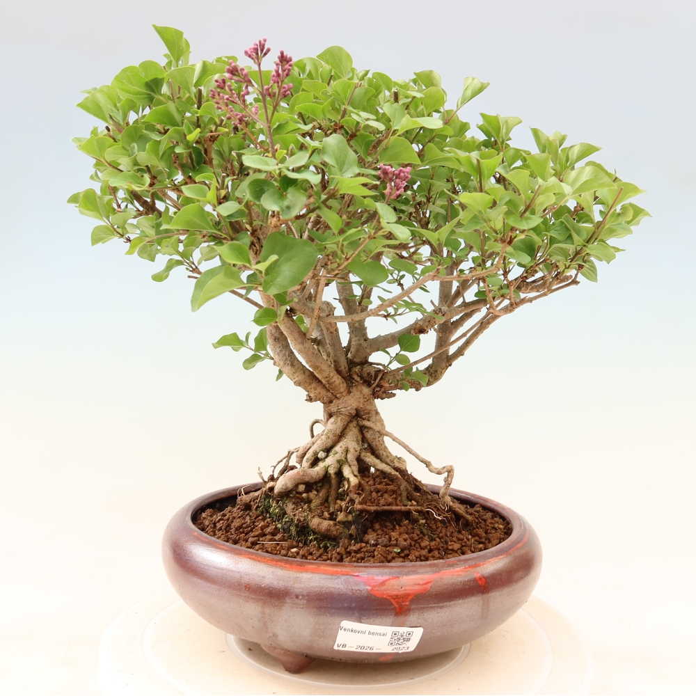 Outdoor bonsai - Syringa microphylla - small-flowered lilac
