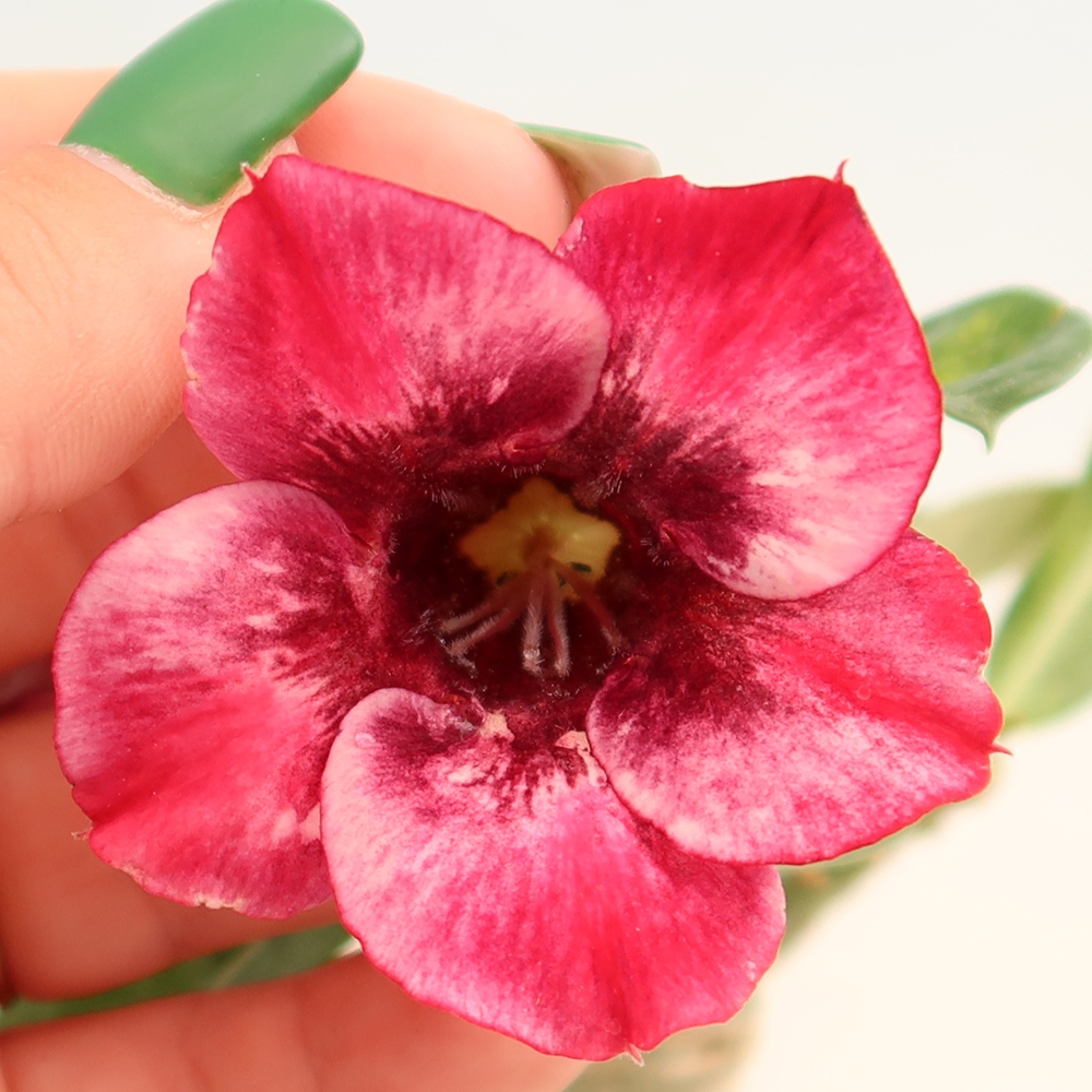 Indoor Bonsai - Grafted Adenium obesum 