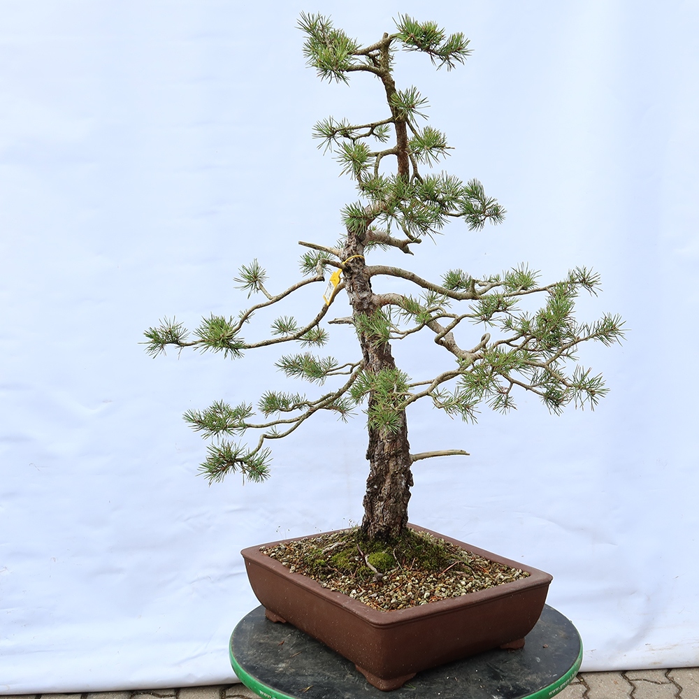 Pinus sylvestris Spain - Scots pine