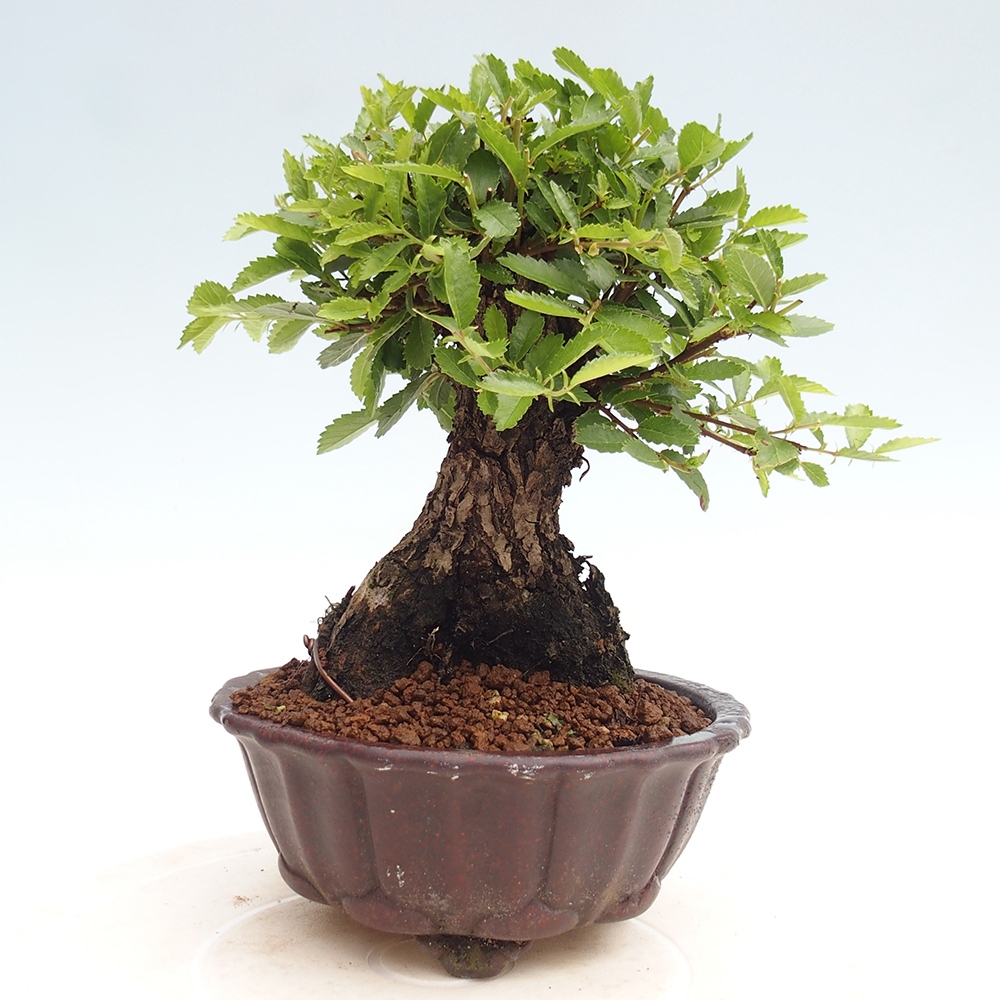 Outdoor bonsai - Zelkova - Zelkova NIRE