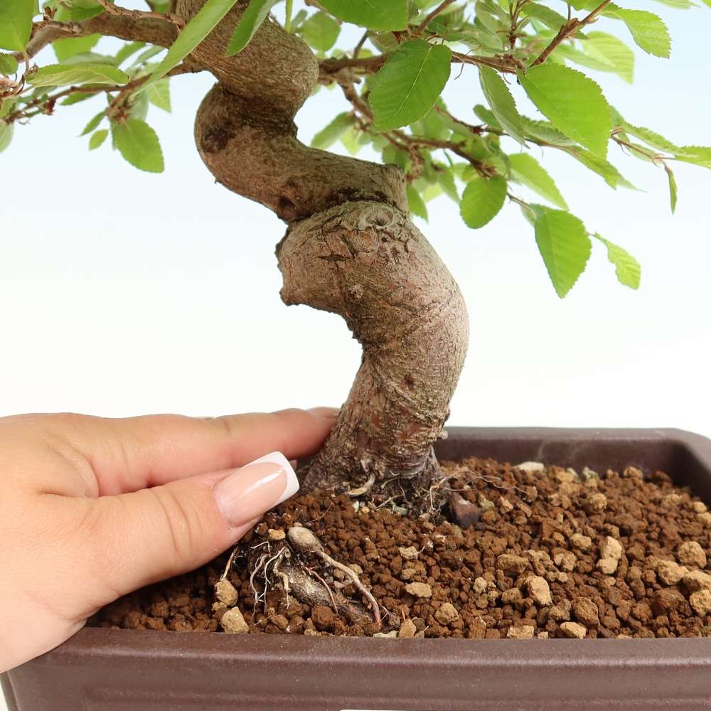 Outdoor bonsai -Carpinus coreana - Korean Hornbeam