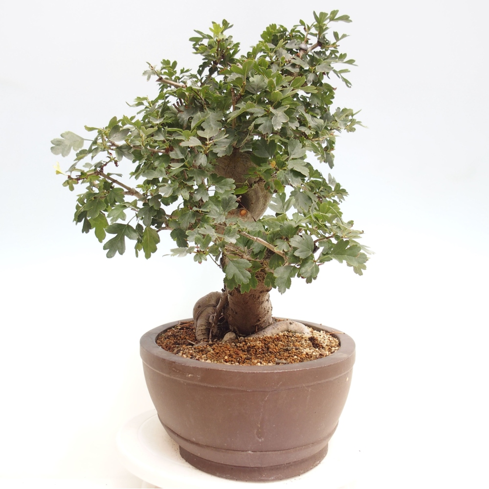 Outdoor bonsai - Pink hawthorn, full-flowered - Crataegus 