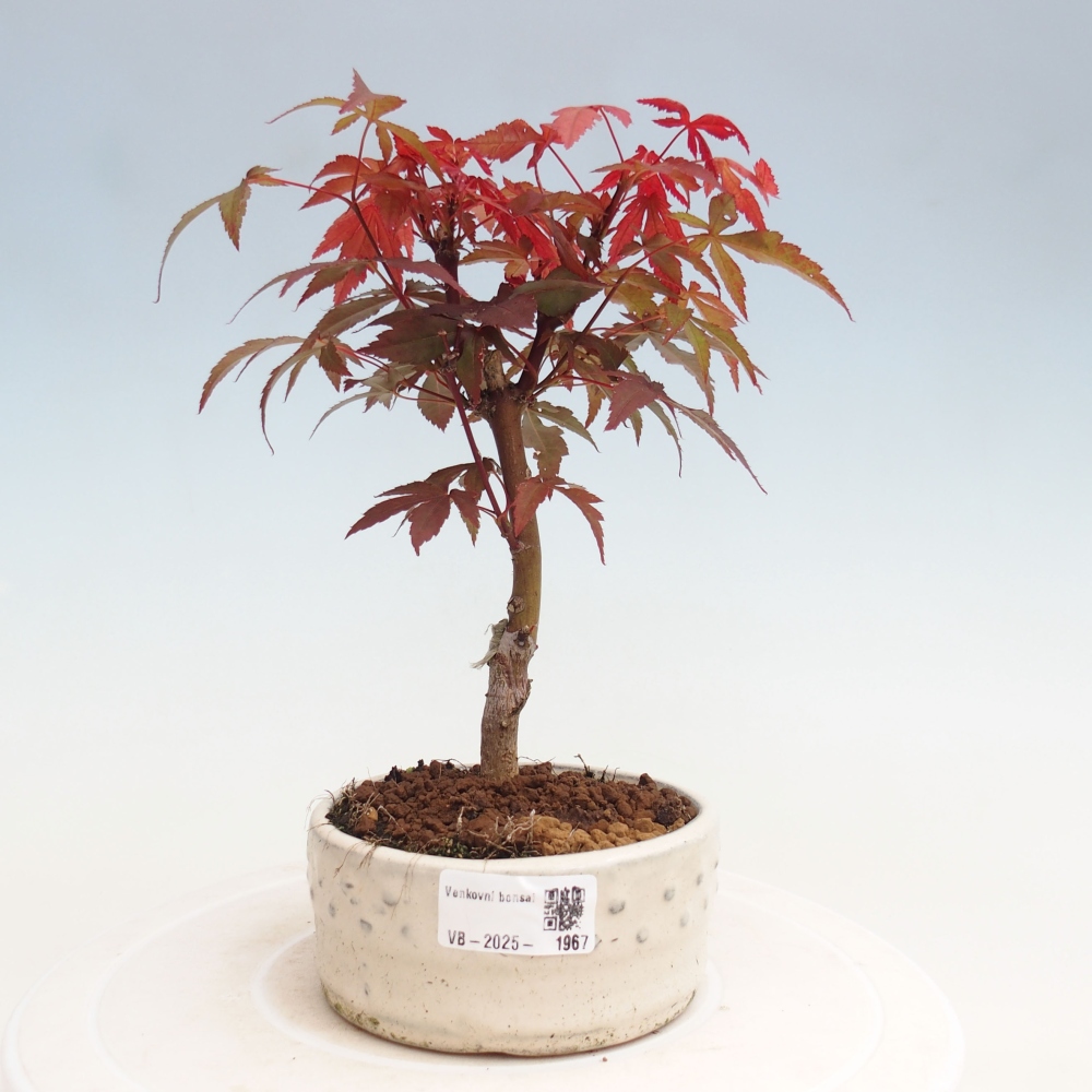 Outdoor bonsai - Acer palm. Atropurpureum-Palmleaf Maple