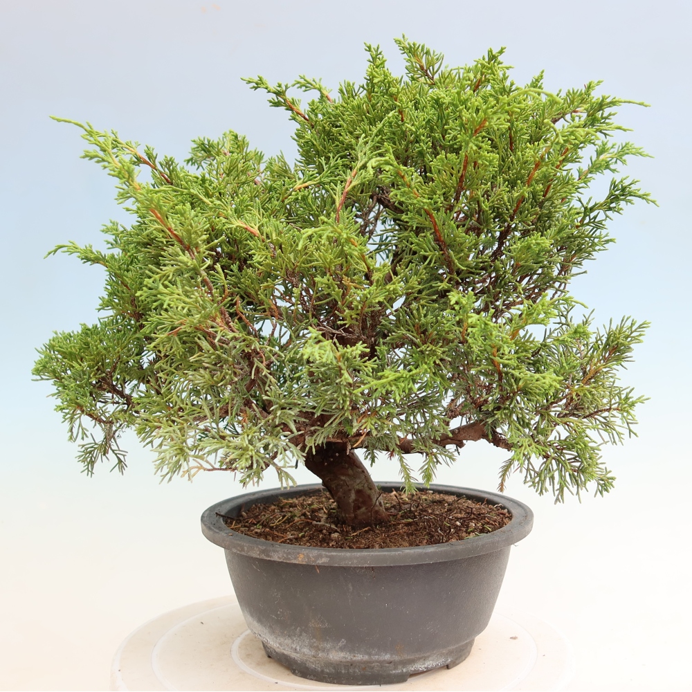 Outdoor Bonsai - Juniperus chinensis Itoigawa - Chinese Juniper