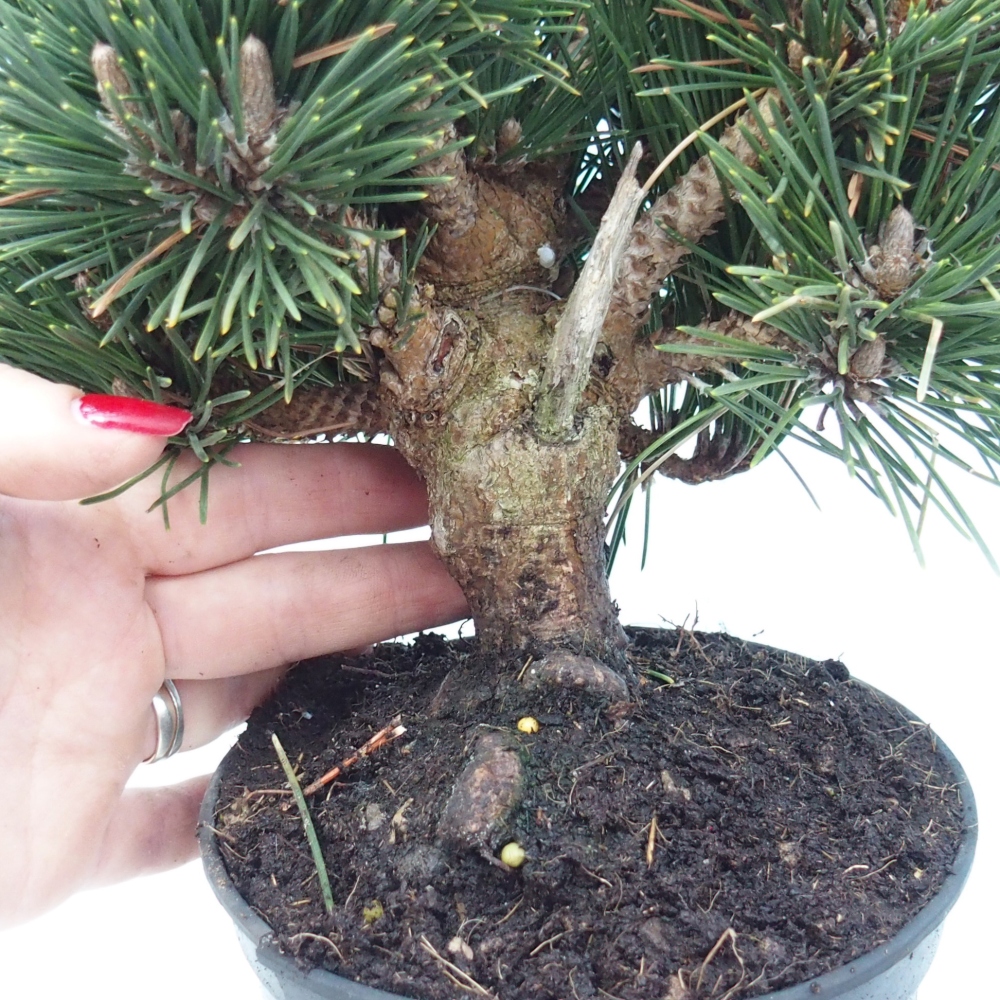 Outdoor bonsai - Pinus thunbergii senjyumaru - Thunberg pine