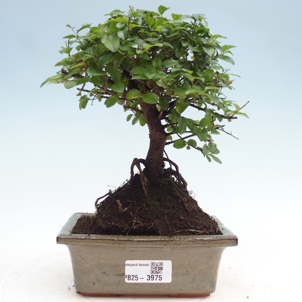 Room bonsai - Sageretia thea - Sageretia thea