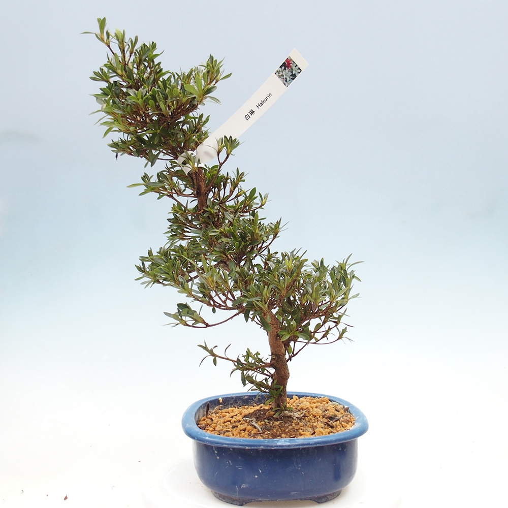 Outdoor bonsai - Japanese Azalea - Azalea Hakurin