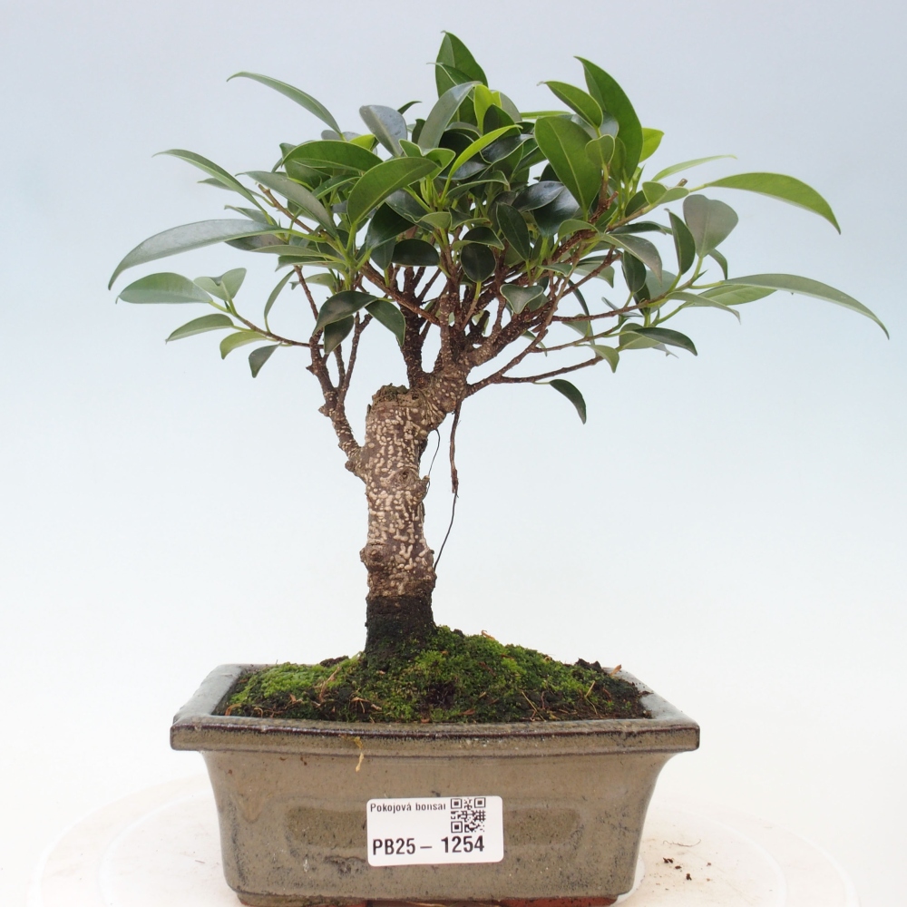 Indoor bonsai - Ficus retusa - small-leaved ficus