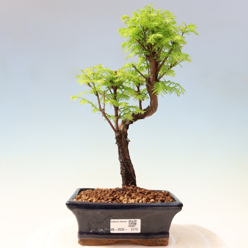Outdoor bonsai - Metasequoia glyptostroboides - Chinese Metasequoia
