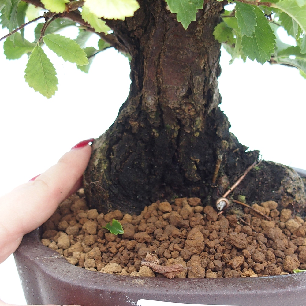 Outdoor bonsai - Zelkova - Zelkova serrata