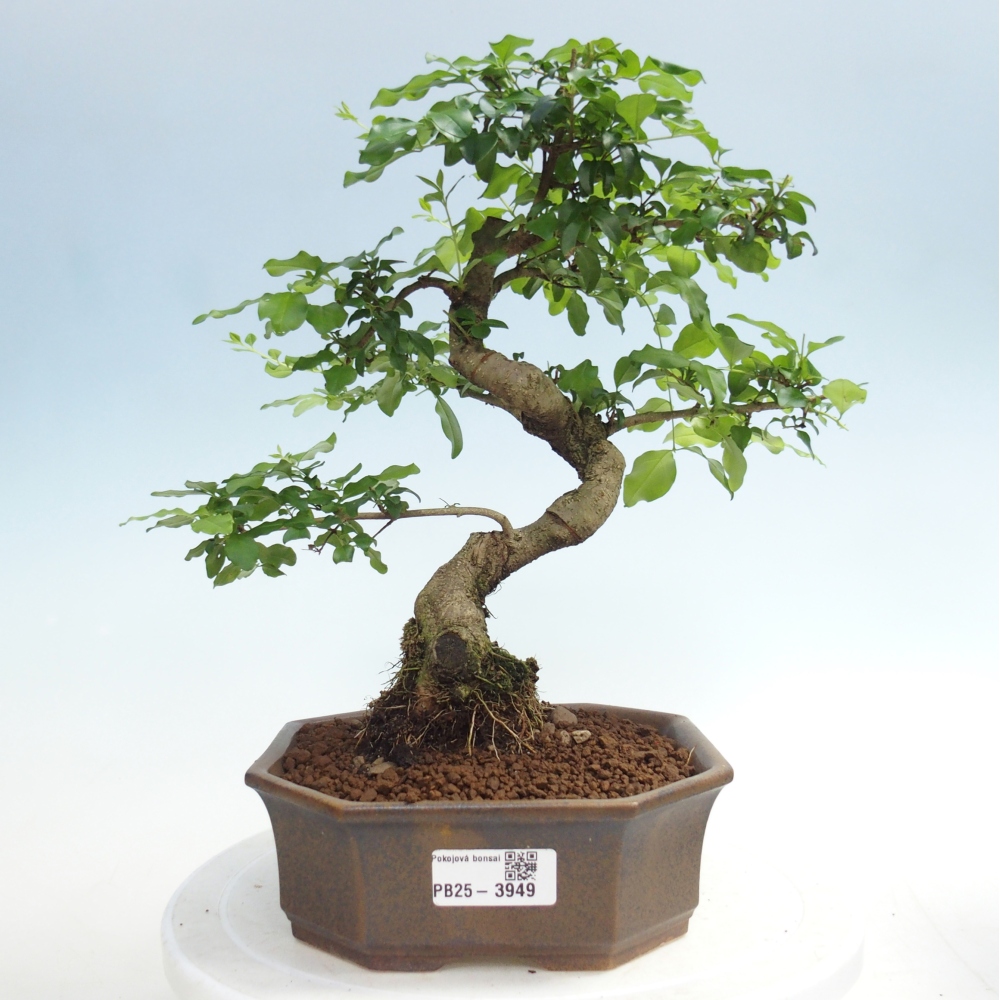 Room bonsai -Ligustrum chinensis - Birds Beak