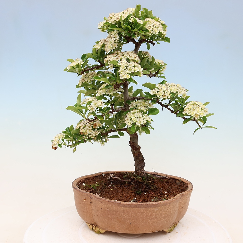 Outdoor Bonsai - Pyracantha teton - Scarlet Firethorn