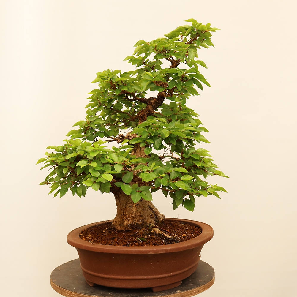 Outdoor bonsai - Carpinus Coreana - Korean hornbeam