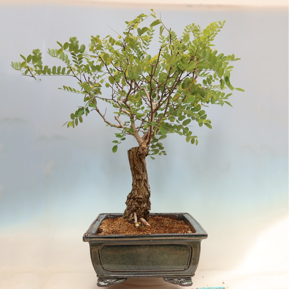 Outdoor Bonsai - Black Locust - Robinia pseudoacacia
