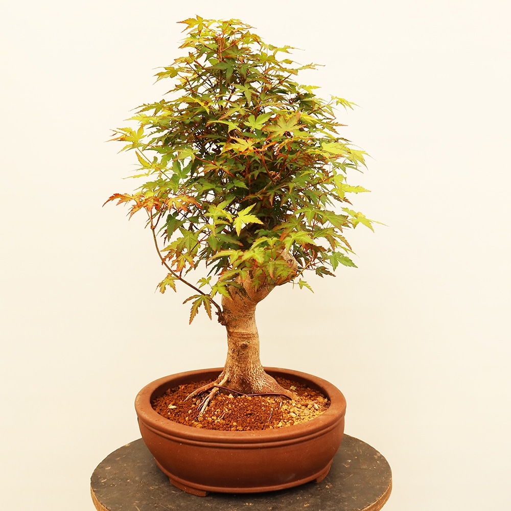 Outdoor bonsai - Maple palmatum - Palms