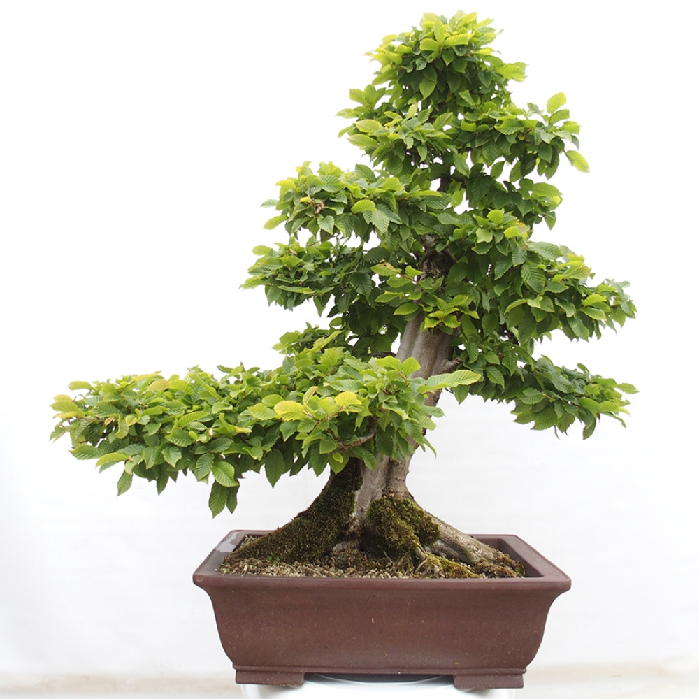 Outdoor bonsai - Hornbeam - Carpinus betulus