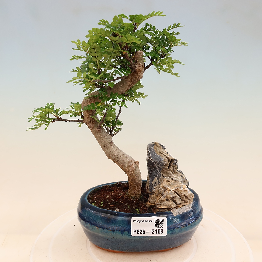 Room bonsai - Zantoxylum piperitum - pepper tree