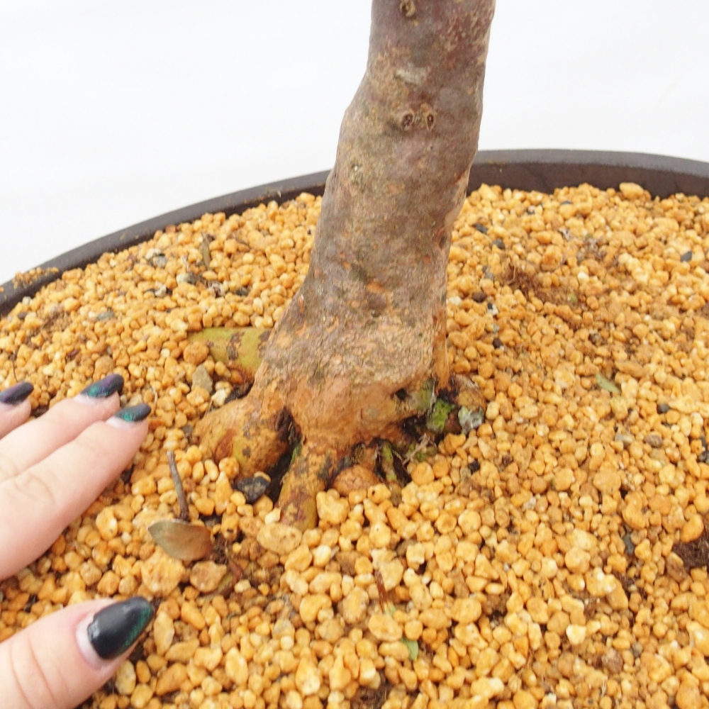 Outdoor bonsai - Japanese Azalea - Azalea Hanatsuzuri