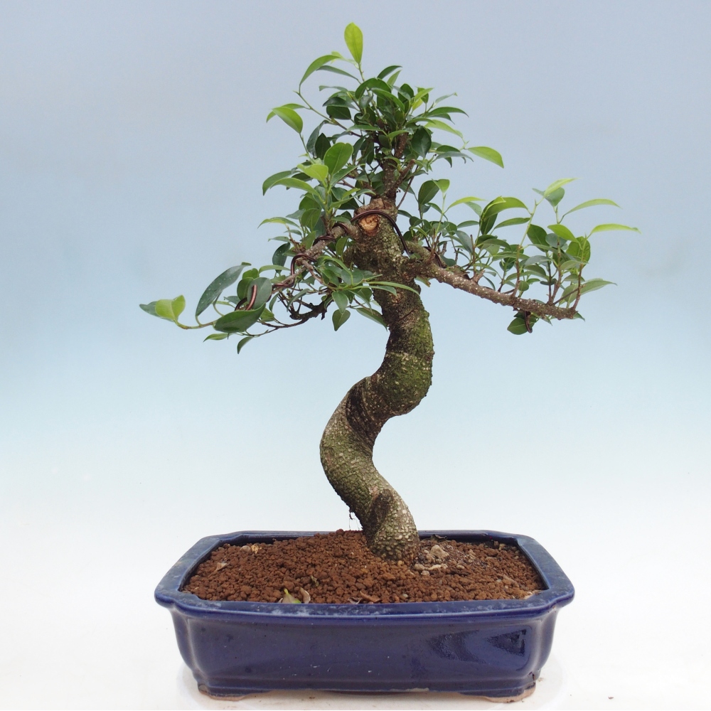 Room bonsai - Ficus kimmen - small-leaved ficus