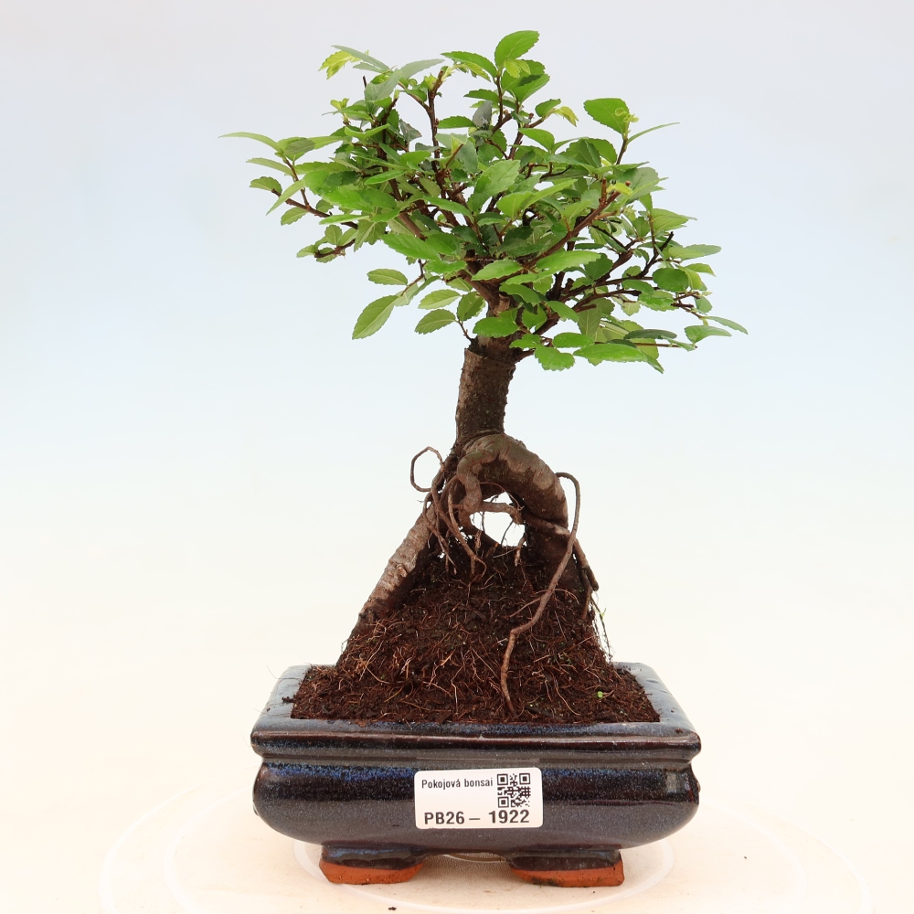 Room bonsai - Ulmus parvifolia - Small-leaved elm