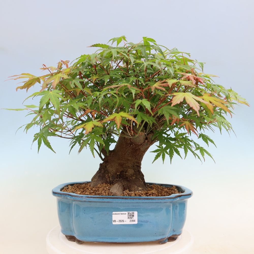 Outdoor bonsai - Maple Burger - Acer Burgerianum