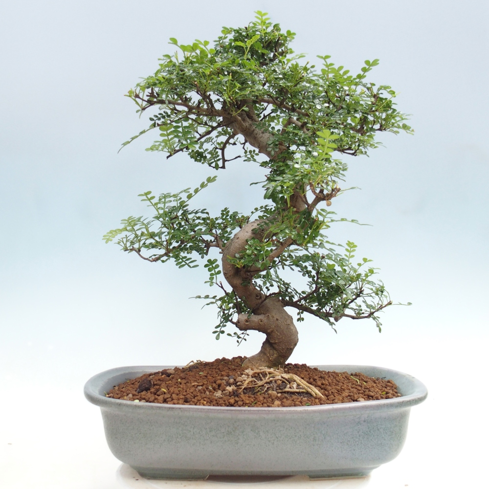 Room bonsai - Zantoxylum piperitum - pepper tree