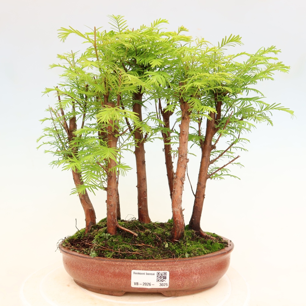Outdoor Bonsai - Metasequoia glyptostroboides - Chinese Metasequoia - Grove