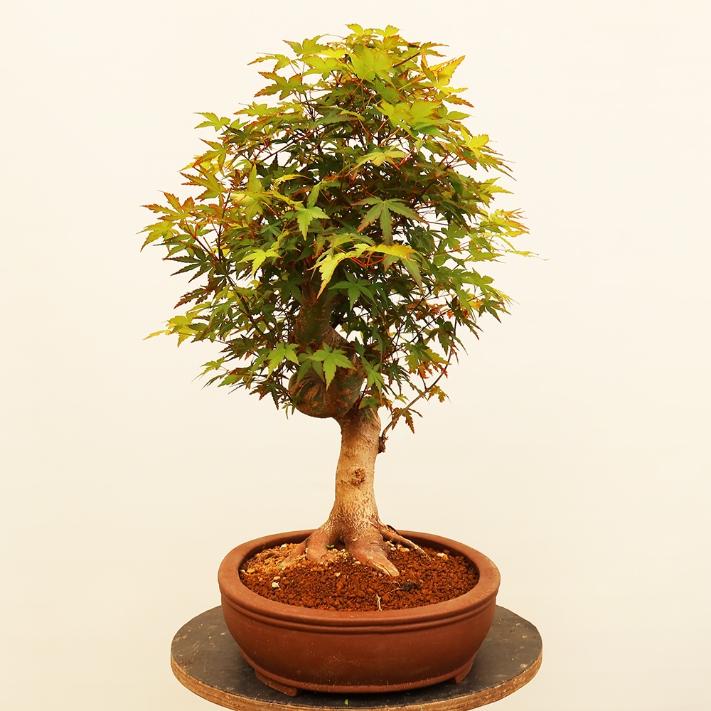 Outdoor bonsai - Maple palmatum - Palms