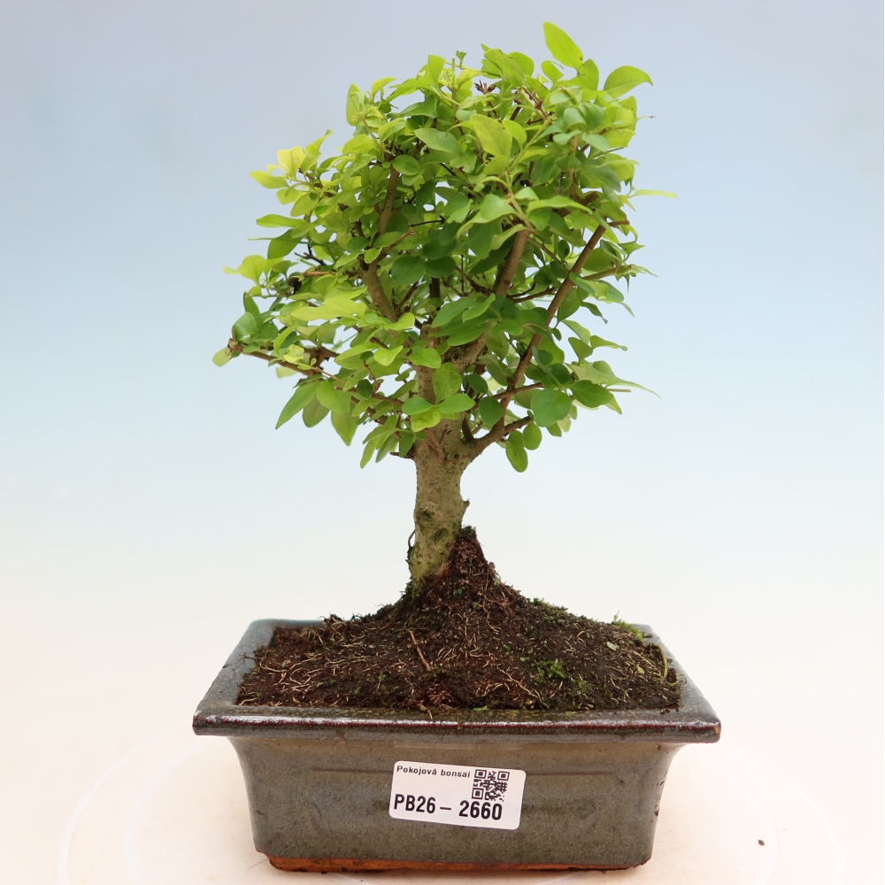 Room bonsai -Ligustrum chinensis - Birds Beak