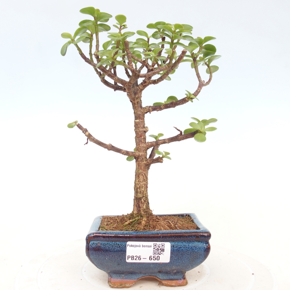 Room bonsai - Portulakaria Afra - Tlustice