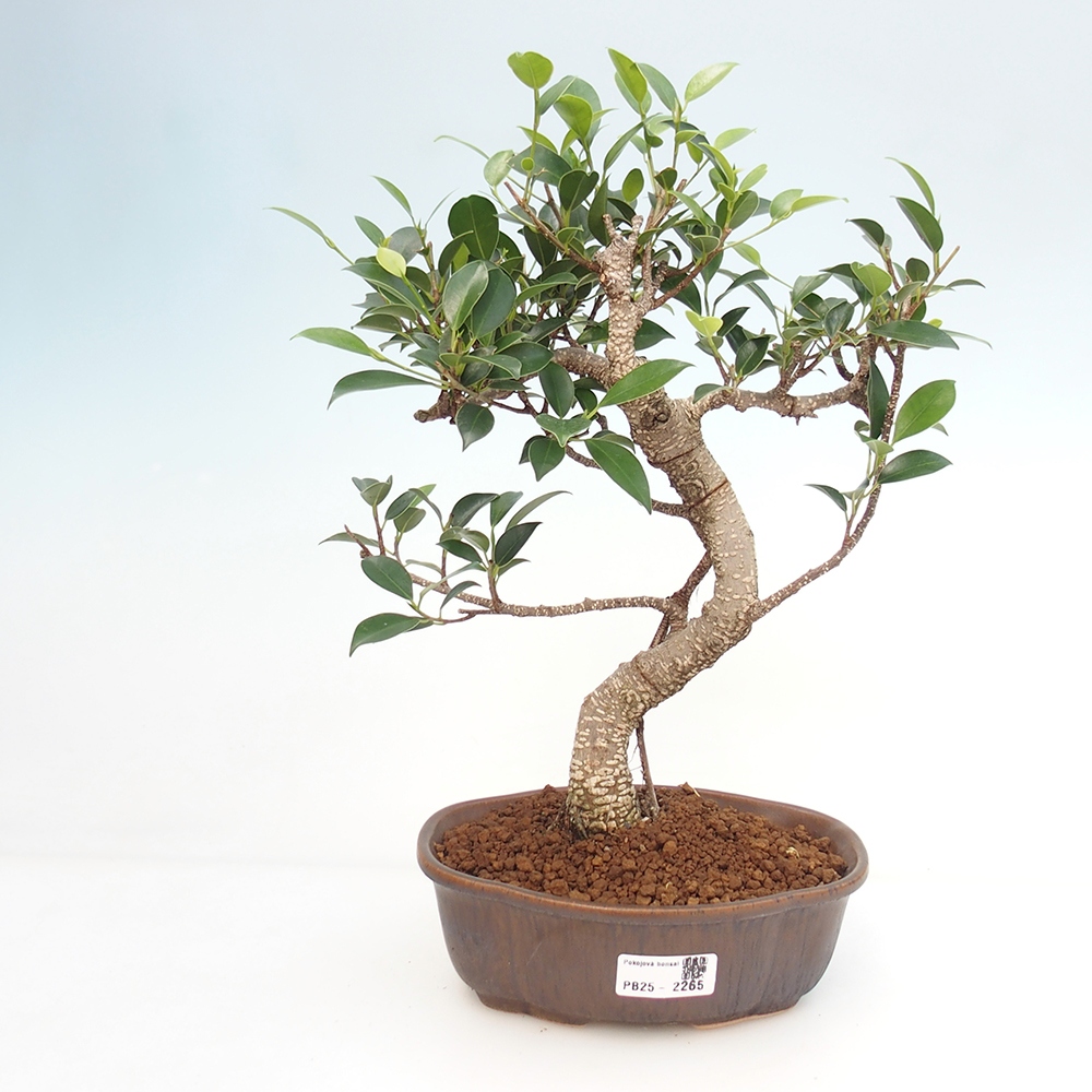 Indoor bonsai - Ficus retusa - small ficus