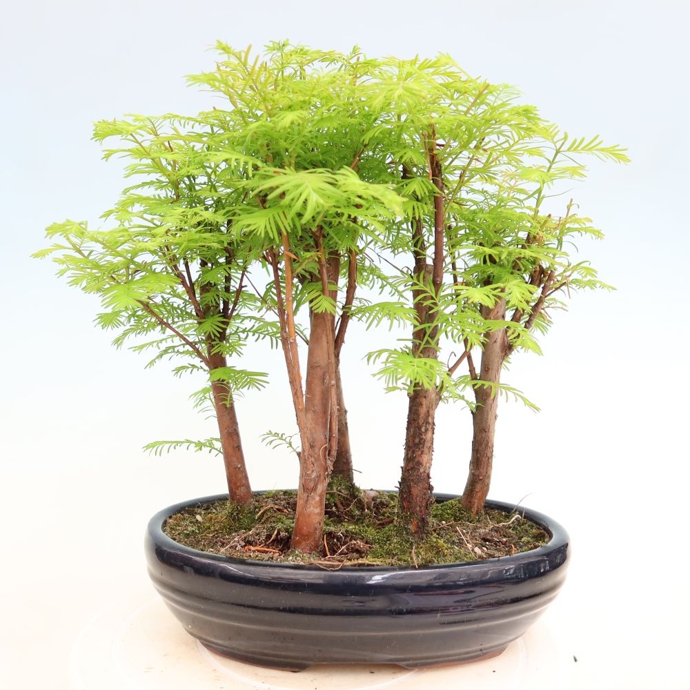Outdoor Bonsai - Metasequoia glyptostroboides - Chinese Metasequoia - Grove