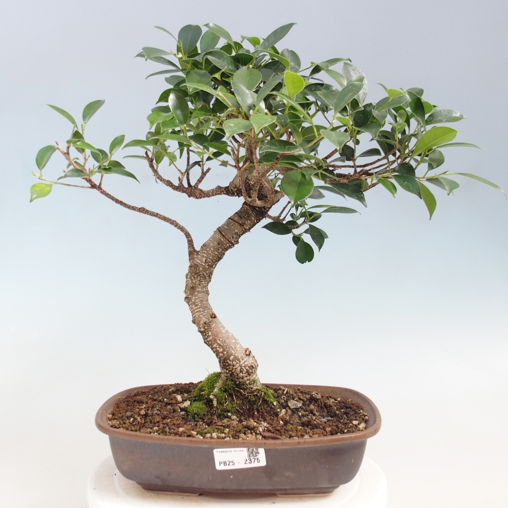 Indoor bonsai - Ficus kimmen - small-leaved ficus