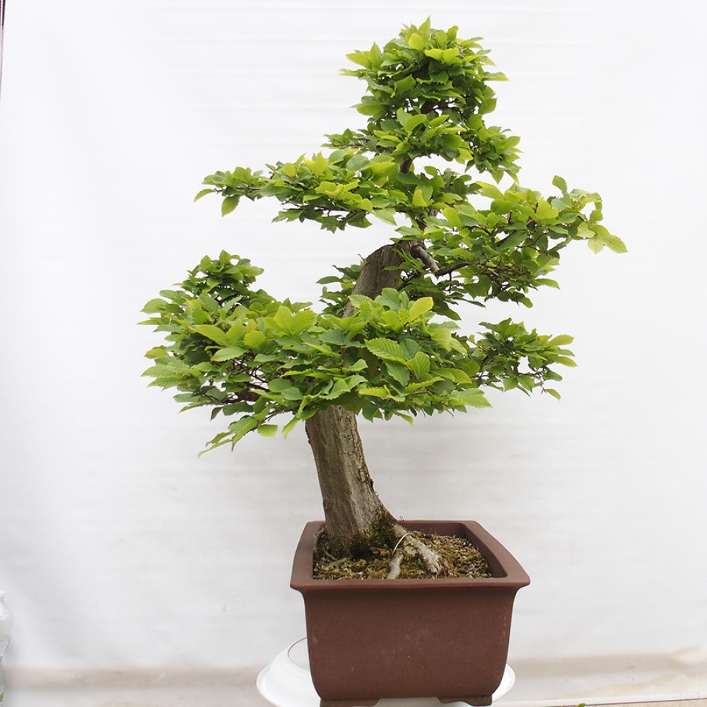 Outdoor bonsai - Hornbeam - Carpinus betulus