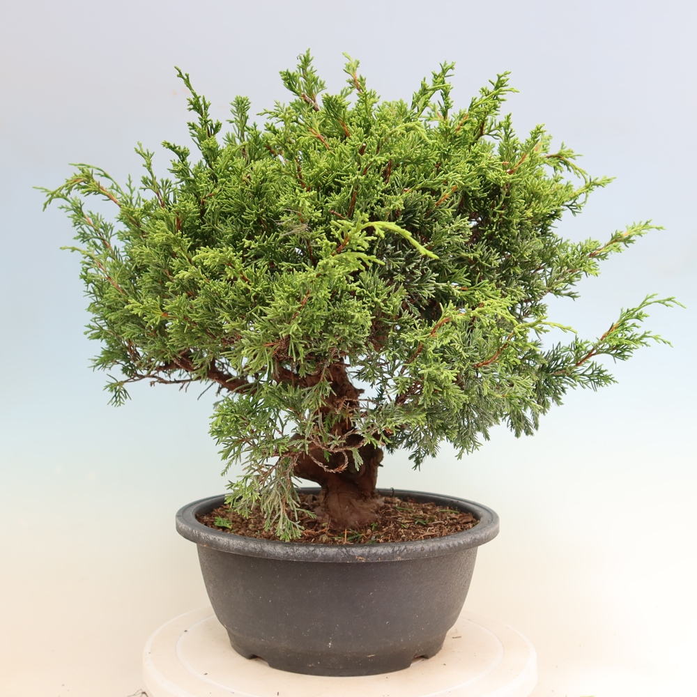 Outdoor Bonsai - Juniperus chinensis Itoigawa - Chinese Juniper